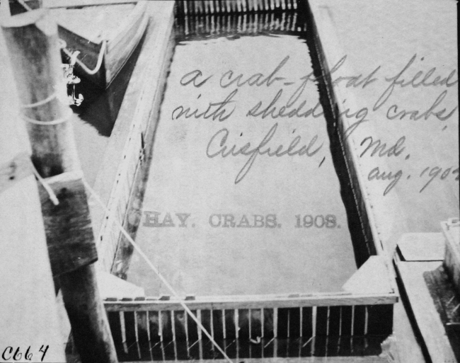 A crab-float filled with shedding crabs, Crisfield, MD, Aug