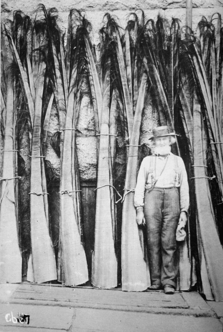 Whale slabs of white bone in warehouse at New Bedford, 1902