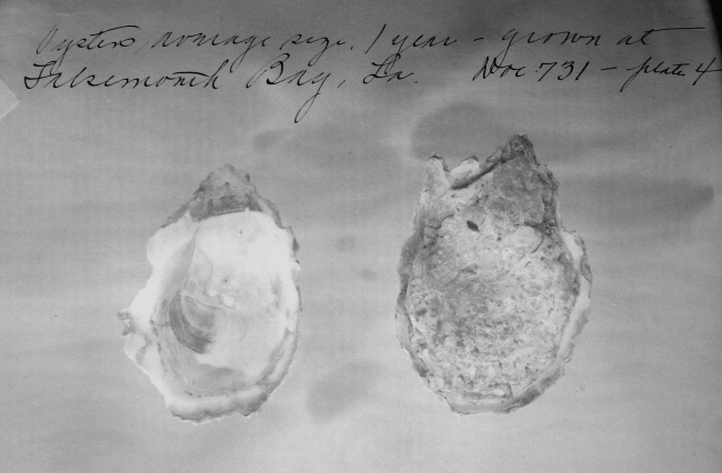 Oysters average size, 1 year, grown at LA, Doc