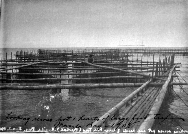Looking across large fish trap, Manila Bay, 1908