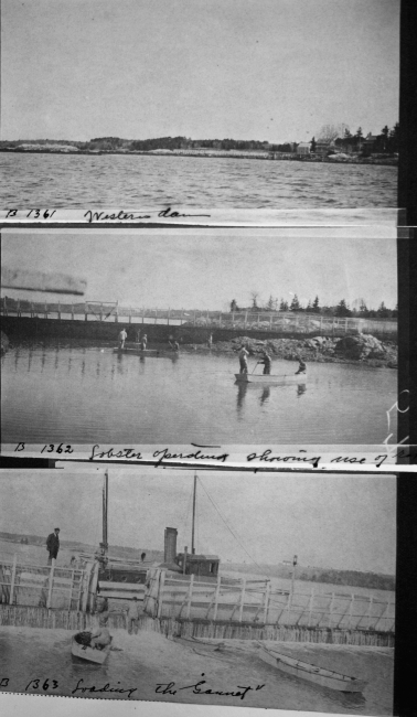 Lobster pound, western dam, lobster operations, loading the Gannet