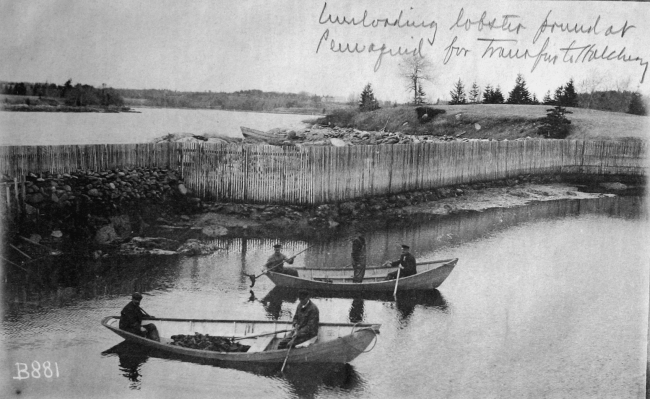 Unloading lobster pound at Pemaquid, ME for tranfer to hatchery