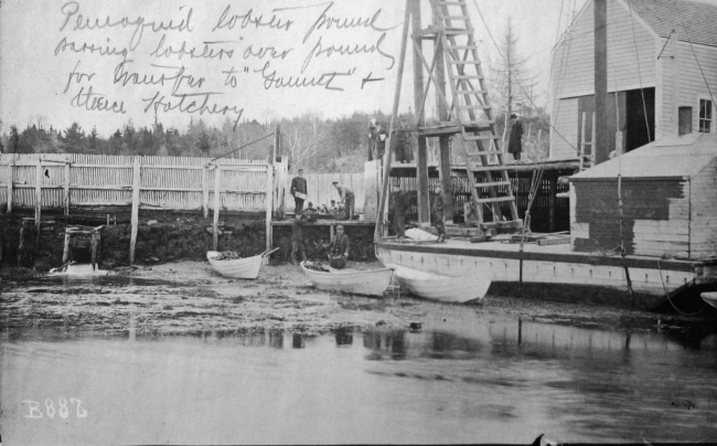 Pemaquid, ME lobster pound, transfer of lobsters from pound for transferto Gannet and thence hatchery