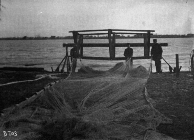 Whitefish seine Detroit River