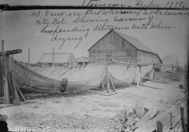 Sturgeon, Ryder, 1888, view on the wharves at Delaware City, DEshowing system of suspending sturgeon nets when drying