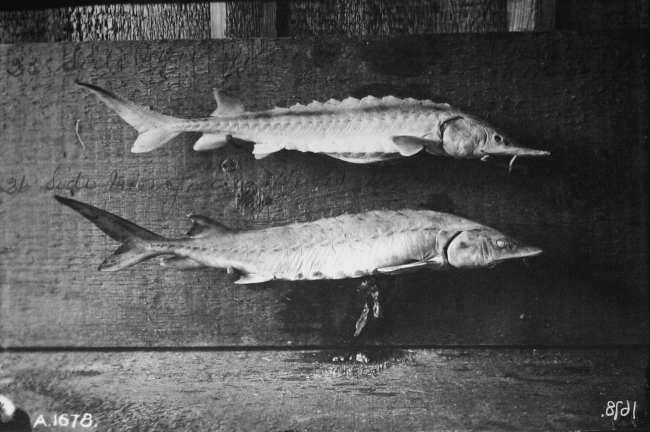 Sides of young sturgeon