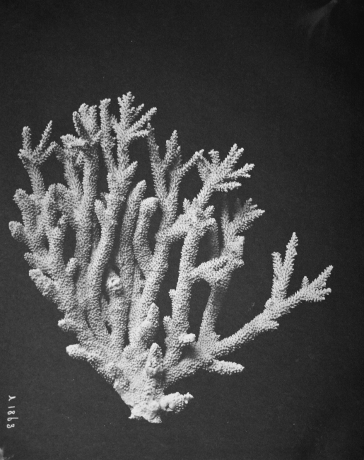 Coral, unidentified