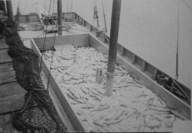 Fish scow at dock, Chignik, Alaska, Alaska scenery, Albatross, 1897