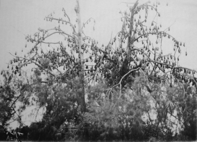 Scenery, Albatross, South Seas, fruit bats, Tongatabu, 1900