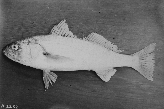 A Serranoid fish of some sort