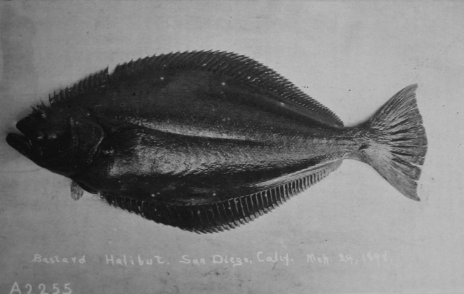 Flounder, bastard halibut, San Diego, CA, March 24, 1898