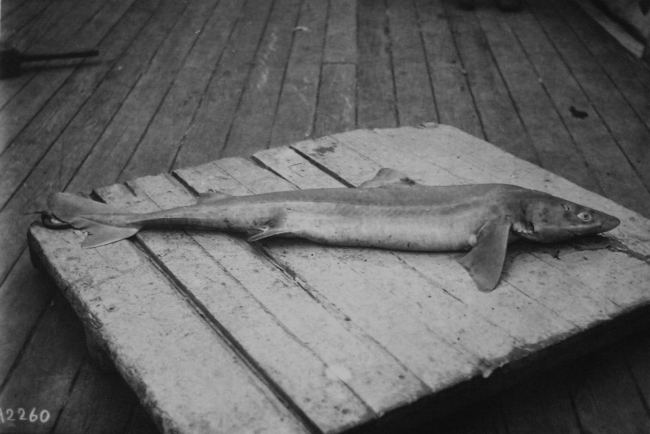 Shark, possibly a squalus