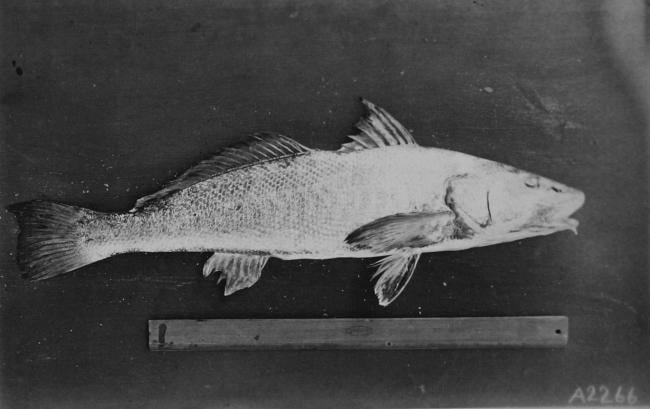 A species of whiting