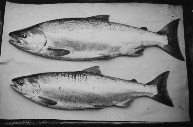 Blueback salmon