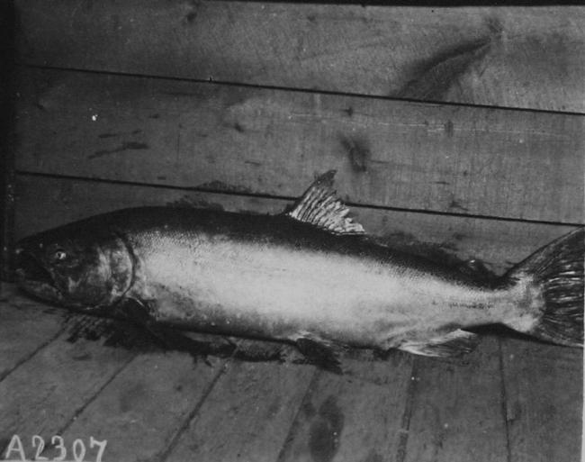 Fishes, Rutter salmon investigation, Sacramento River, 1897-1899,a 48 lb
