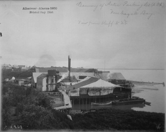 Albatross, AK, 1900, Bristol Bay district, cannery of Artic Packing Co