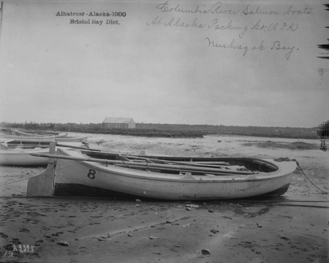 Albatross, AK, 1900, Bristol Bay district, Columbia River salmonboats at Alaska Packing Co