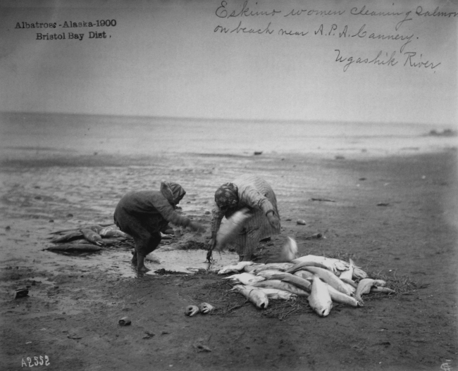 Albatross, AK, 1900, Bristol Bay district, Eskimo women cleaning salmonon beach near A