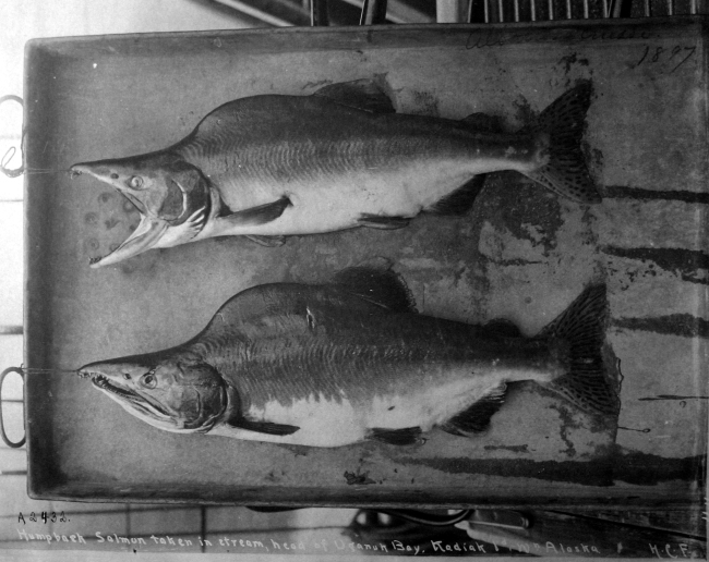 Albatross cruise, 1897, humpback salmon taken in stream,head of Uganuk Bay, Kodiak Island, AK