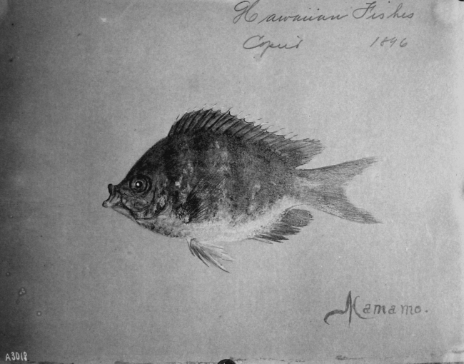 Hawaiian fishes, 1896, Mamamo