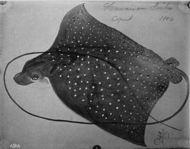 Hawaiian fishes, 1896, Hihimanu