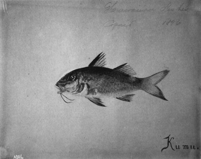 Hawaiian fishes, 1896, Kumu