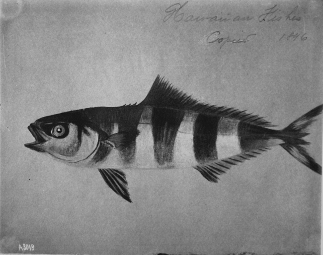 Hawaiian fishes, 1896, unidentified