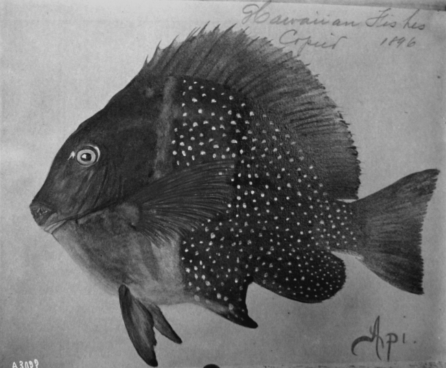 Hawaiian fishes, 1896, Api