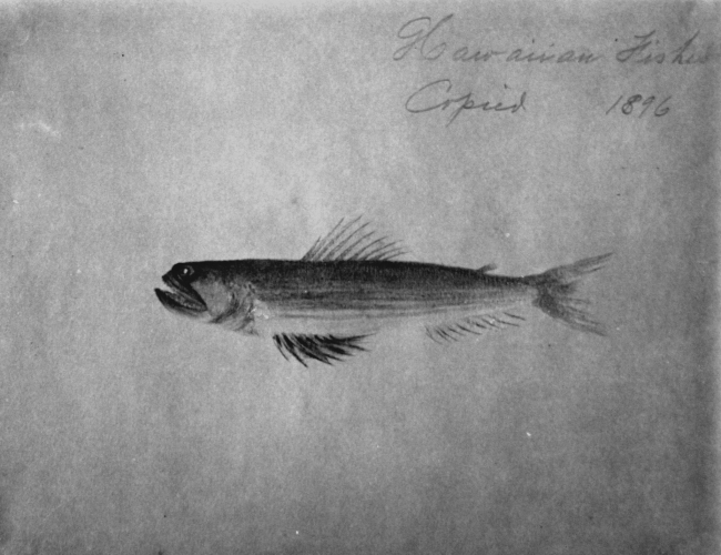 Hawaiian fishes, 1896, unidentified