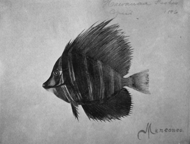 Hawaiian fishes, 1896, Maneoneo