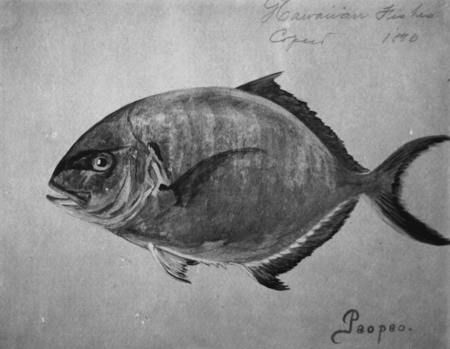 Hawaiian fishes, 1896, Paopao
