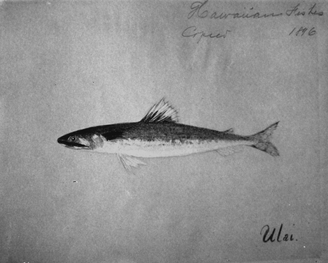 Hawaiian fishes, 1896, Ulai