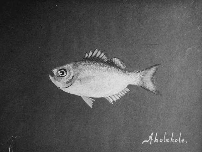 Hawaiian fishes, 1896, Aholehole