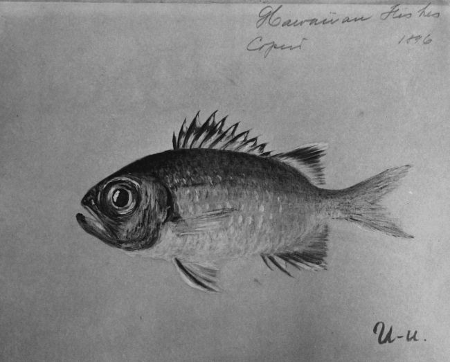 Hawaiian fishes, 1896, U-u