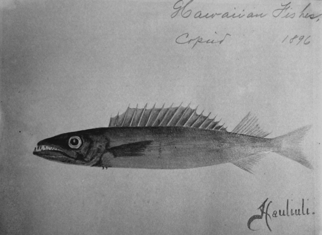 Hawaiian fishes, 1896, Hauliuli