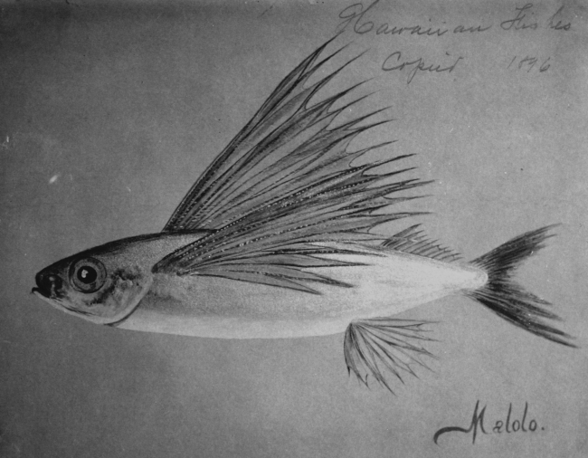 Hawaiian fishes, 1896, Malolo