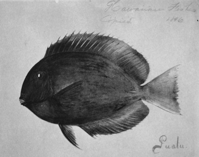 Hawaiian fishes, 1896, Pualu