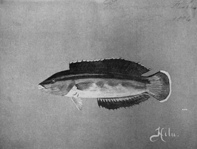 Hawaiian fishes, 1896, Hilu