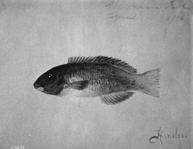 Hawaiian Fishes, 1896, Hinalea