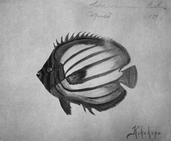 Hawaiian fishes, 1896, Kikekapu