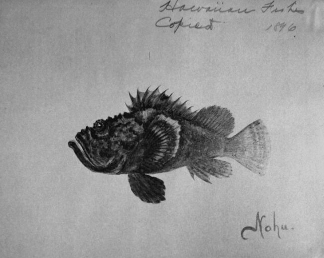 Hawaiian Fishes, 1896, Nohu