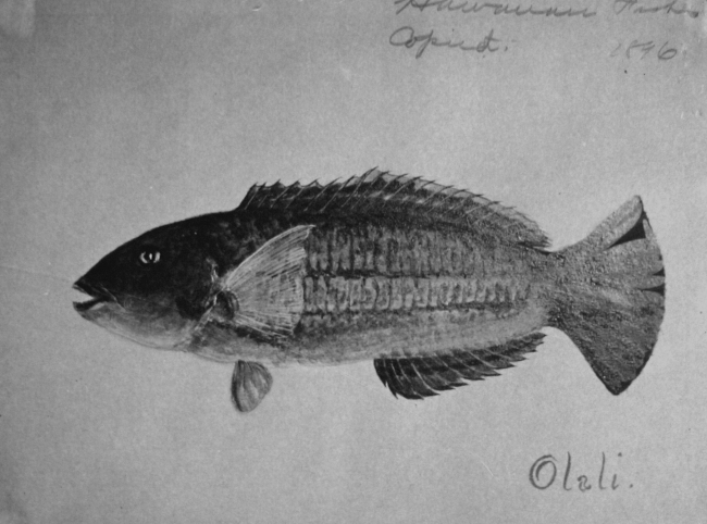 Hawaiian Fishes, 1896, Olali