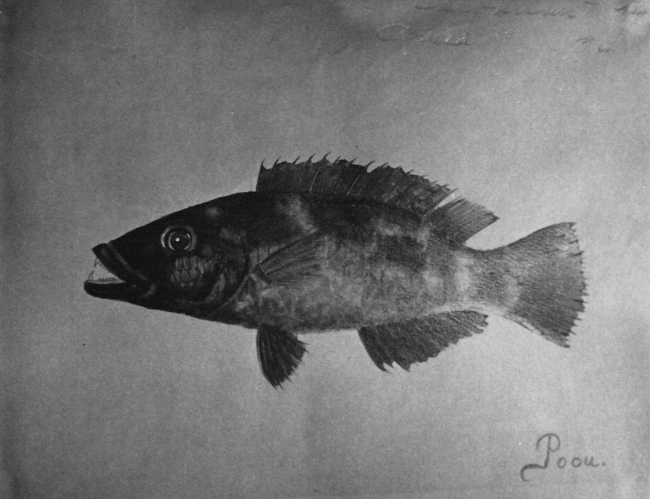Hawaiian Fishes, 1896, Poou