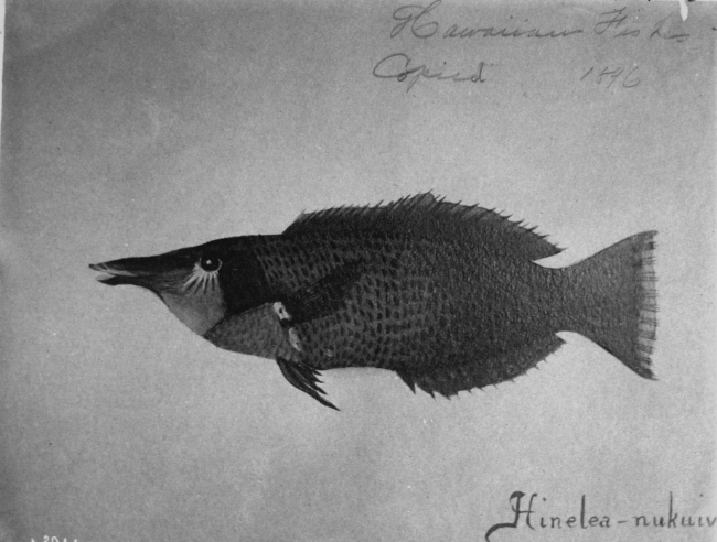Hawaiian Fishes, 1896, Hinelea-nukuiv
