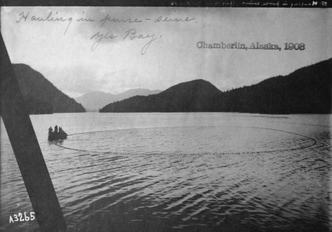 Chamberlin, AK, 1903, hauling in purse seine