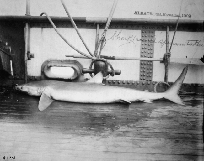 Albatross, HI, 1902, shark, second specimen taken