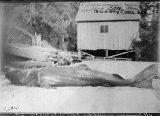 Chamberlin, AK, 1903, 10 ft, Sominosus microcephalus from Deep Bay