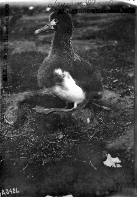 Albatross, HI, 1902, Laysan Island