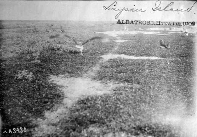 Albatross, HI, 1902, Laysan Island