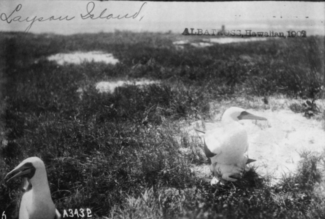 Albatross, HI, 1902, Laysan Island